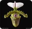 Paph. spicerianum Small Leaf